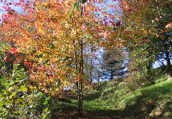 The winding path through Orchard Copse